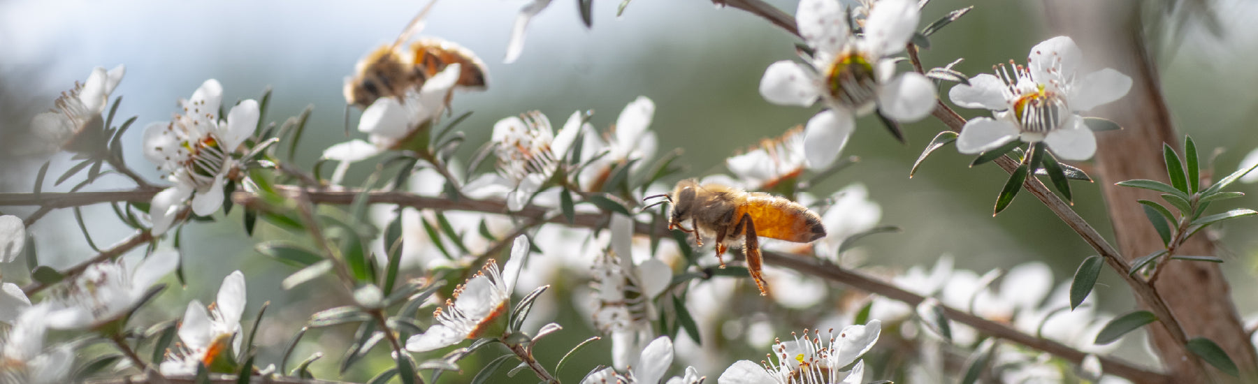 Saving the honey bees — Honey Biotics