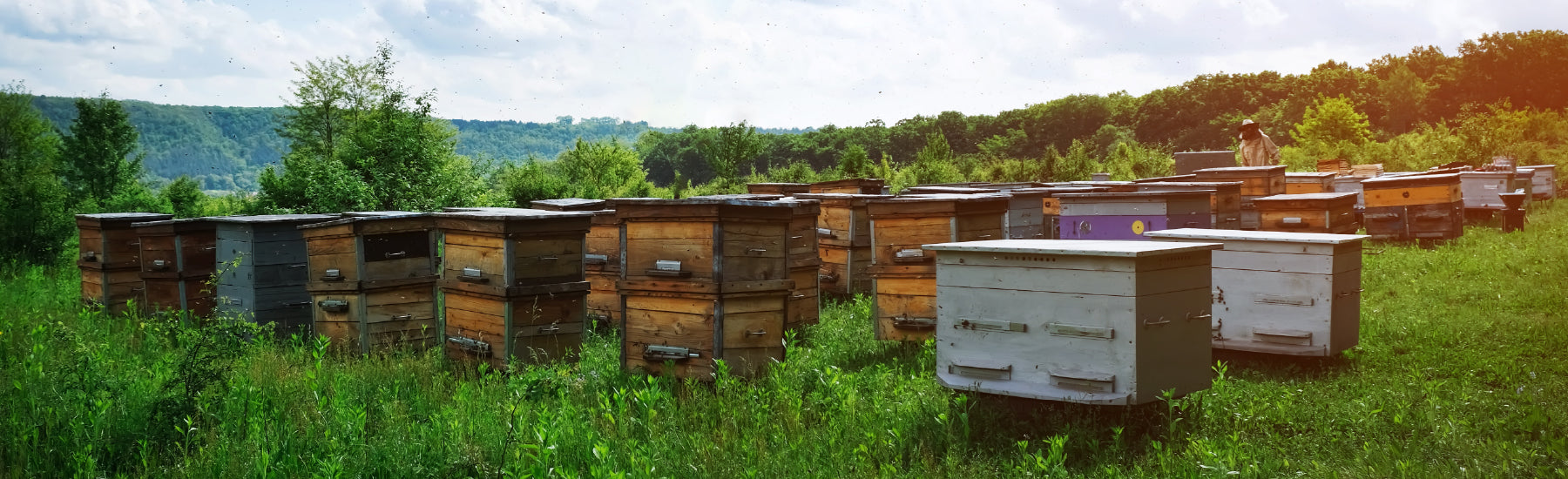 Honey_Biotics_Bee_Hives.jpg